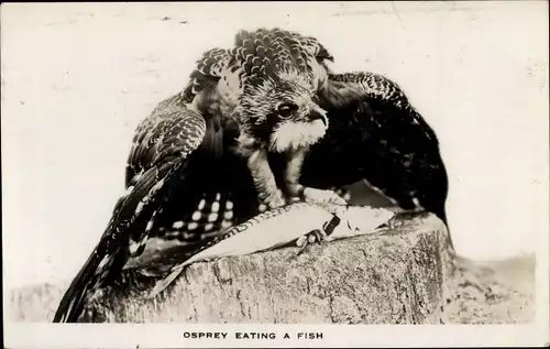 Ak Osprey eating a fish, Fischadler