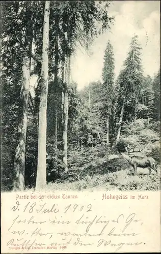 Ak Hohegeiß Braunlage im Oberharz, Partie bei den dicken Tannen