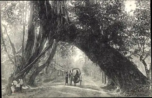 Ak Ceylon Sri Lanka?, Allee, Einheimische, Bäume