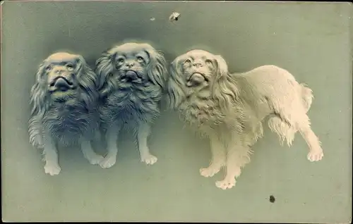 Präge Ak drei Hunde