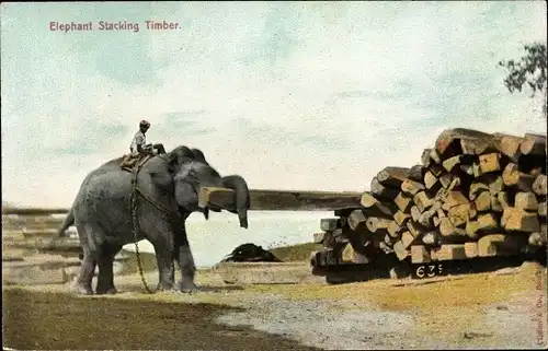 Ak Elephant stacking Timber