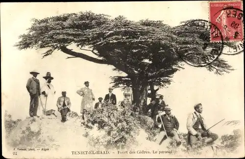 Ak Teniet El Haad Algerien, Foret des Cedres, Le parasol