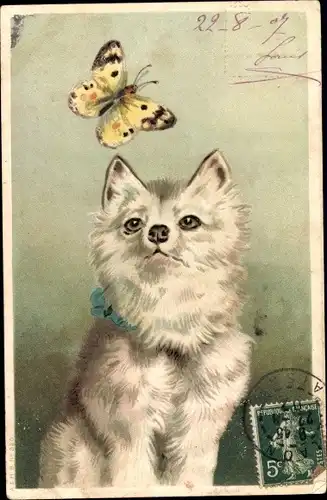 Ak weißer Hund beobachtet Schmetterling