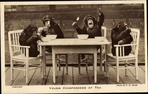 Ak Young Chimpanzees at Tea, vermenschlichte Schimpansen