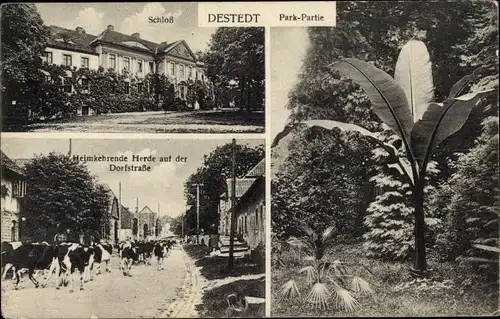 Ak Destedt Cremlingen in Niedersachsen, Schloss, Heimkehrende Rinderherde auf der Dorfstraße, Park