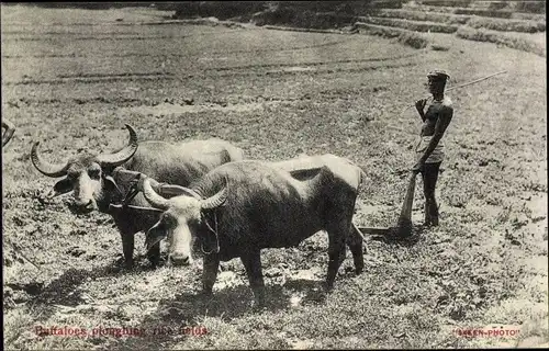 Ak Sri Lanka Ceylon, Bauer mit Büffeln beim Pflügen des Feldes