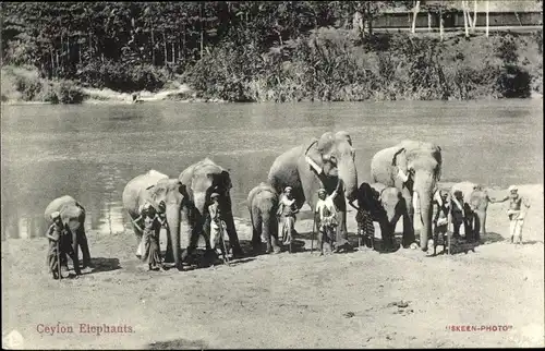Ak Sri Lanka Ceylon, Elefanten mit Führern, Haltern