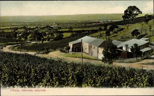 Ak Adelaide South Australia, Typical Vineyard