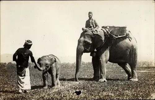 Ak Elefanten, Jungtier, Einheimische