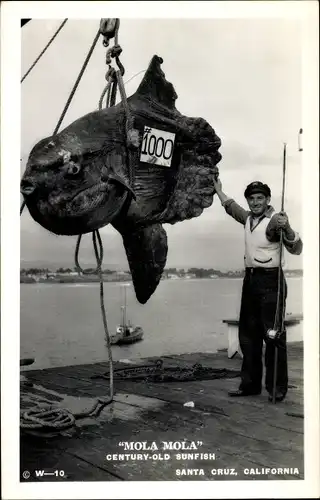 Ak Santa Cruz Kalifornien USA, Mola Mola Century Old Sunfish