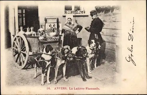 Ak Anvers, La laitière flamande, Milchmädchen, Hundekarren