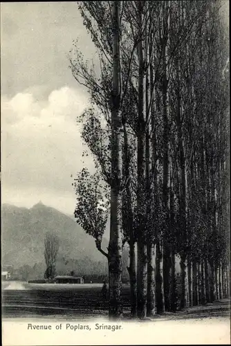 Ak Srinagar Kashmir Indien, Avenue of Poplars
