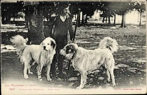 Ak Les Pyrénées, Chiens, Zwei Hütehunde