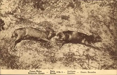 Ak Congo Belge, Belgische Kongo, Antilopen