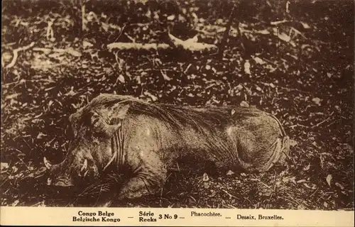 Ak Congo Belge, Belgische Kongo, Phacochere
