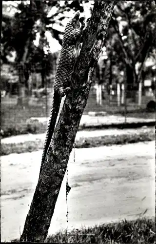 Ak Kinshasa Léopoldville DR Kongo Zaire, Pangolin arboricole