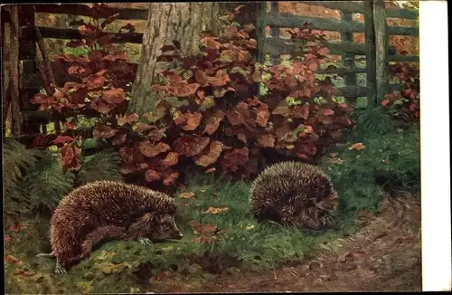 Künstler Ak Meinholds Schulbilder, Igel