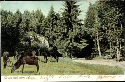 Ak Gruß aus dem Harz, Hirsche