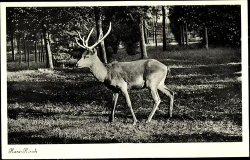 Ak Harz Hirsch auf einer Wiese