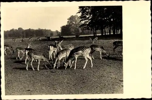 Foto Ak Damwild auf einer Weide