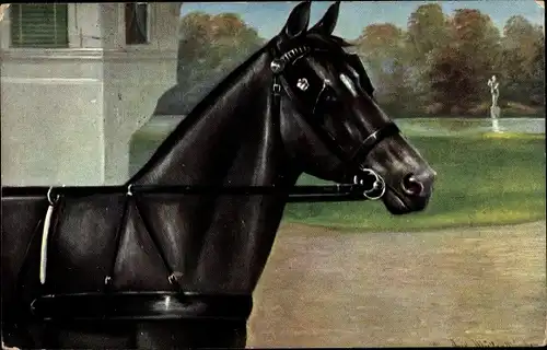 Künstler Ak Müller, August, Schwarzes angespanntes Pferd