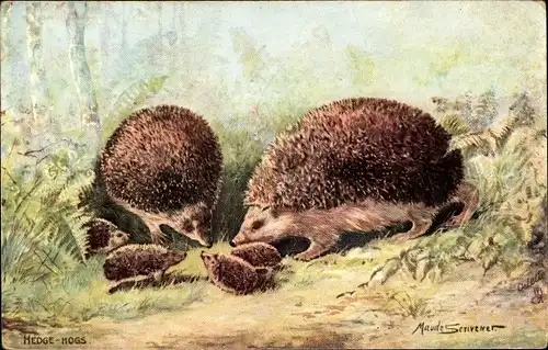 Künstler Ak Scrivener, Maude, Igelfamilie, Hedgehogs