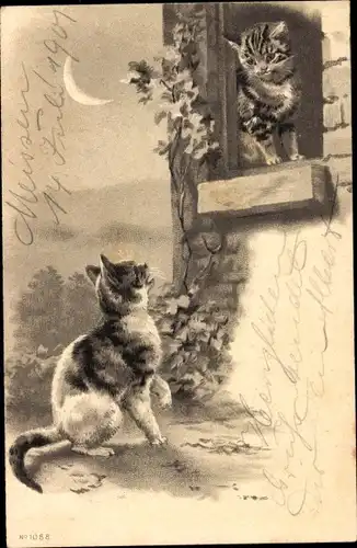 Ak Zwei Hauskatzen im Mondschein