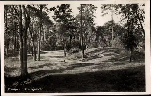 Ak Nunspeet Gelderland, Boschgezicht