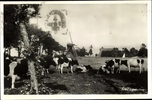 Ak Friesland Niederlande, Fries Landschap, Rinder, Windmühle