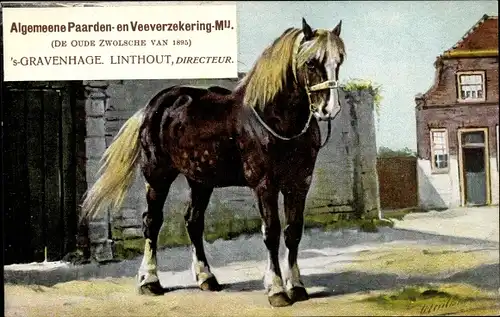 Ak 's Gravenhage Den Haag Südholland, Algemeene Paarden en Veeverzekering Mij., Reklame