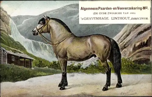 Ak 's Gravenhage Den Haag Südholland, Algemeene Paarden en Veeverzekering Mij., Reklame