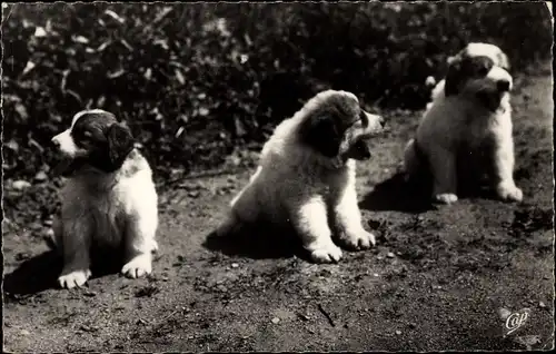 Ak Types des Pyrenees, Jeunes Chiens des Pyrenees, Hunde