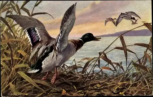 Künstler Ak Heubach, H., Fliegende Enten, See
