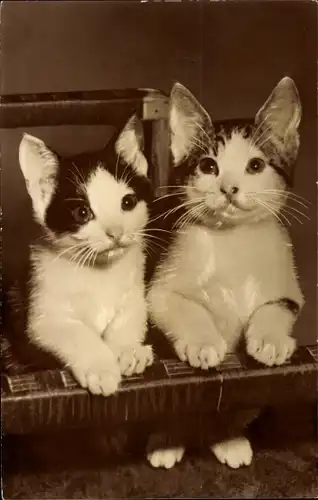 Foto Ak Zwei Katzen, Tier-Portrait