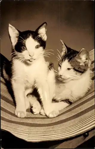 Foto Ak Zwei Katzen, Tier-Portrait