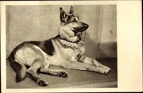 Ak Schäferhund, Hund-Portrait, Tierschutzverein Wien und Umgebung