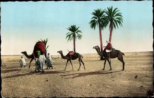 Ak Scenes et Types, Au desert, Kamele, Maghreb, Wüste
