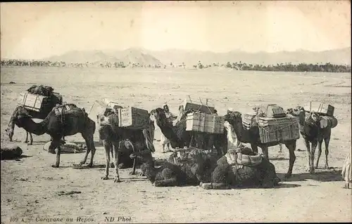 Ak Caravane au Repos, Kamele
