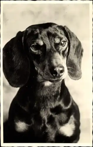 Foto Ak Hund-Portrait, Tier-Portrait, Dackel