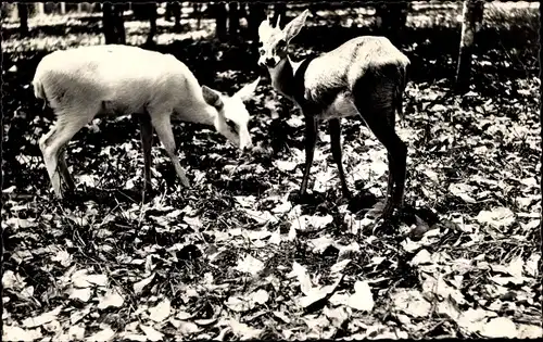Ak Oubangui Chari Ubangi Shari Zentralafrikanische Republik, Cephalophes couronnes