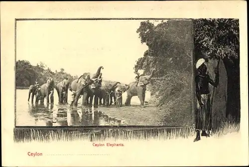 Ak Ceylon Sri Lanka, Elefanten am Ufer
