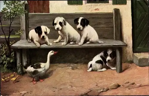 Ak Hunde verstecken sich vor einer Ente, Holzbank, Welpen, Bauernhof