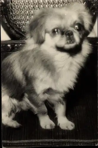 Foto Hund-Portrait, Tier-Portrait