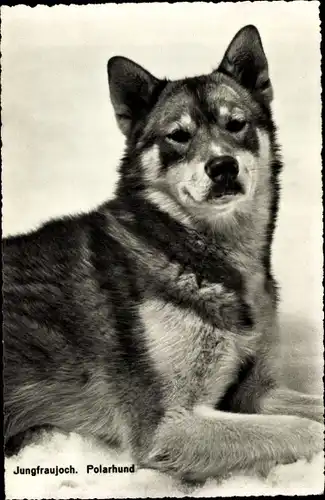 Ak Jungfraujoch, Polarhund, Tier-Portrait