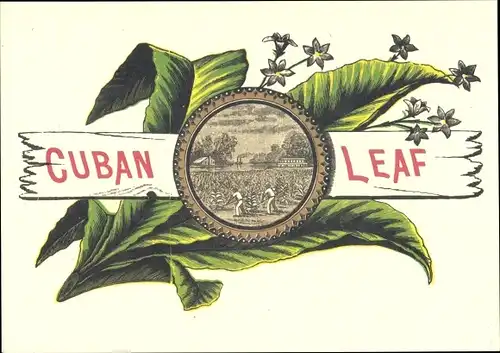 Ak Cuban Leaf, Tabakernte, Cigar Labels, Reklame