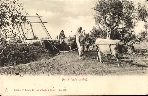 Ak Noria, puits arabe, Brunnen, Rind, Einheimische, Maghreb