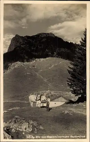 Ak Ebbs in Tirol, Am Weg nach Vorderkaiserfelden, Jaunspitze, Bauer, Rind