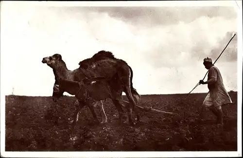 Ak Scenes et Types, Un eurieux attelage de laboureur