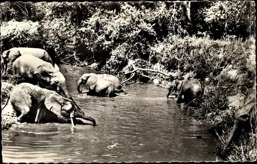 Ak Faune Africaine, Troupeau d'elephants au Bain, Elefanten