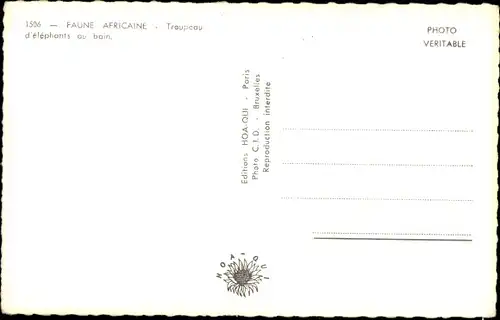 Ak Faune Africaine, Troupeau d'elephants au Bain, Elefanten